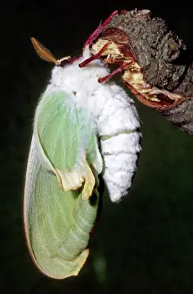 Saturniid: Luna Moth (Actias luna) newly hatched