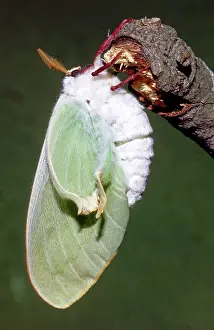 Saturniid: Luna Moth (Actias luna) newly hatched