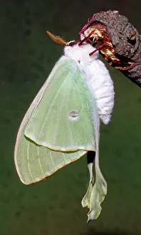 Ready: Luna Moth (Actias luna) ready to fly