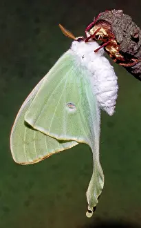 Ready: Luna Moth (Actias luna) ready to fly