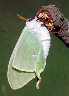 Saturniid: Luna Moth (Actias luna) unfurling wings