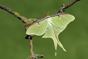 Luna: Luna Moth - adult male from breeding stock resting
