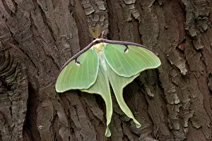 Luna: Luna Moth - adult male from breeding stock resting