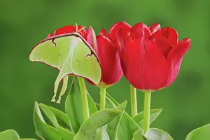 Pterygota: Luna Moth - adult resting on Easter Tulips - New