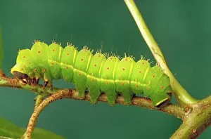Chewing: Luna moth caterpillar