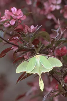 Saturniid: Luna Moth on Cherry Tree