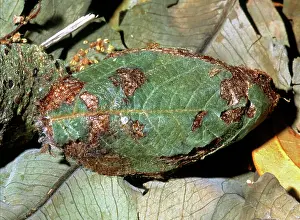 Saturniid: Luna Moth cocoon
