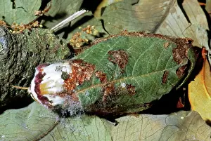 Saturniid: Luna Moth emerging from cocoon