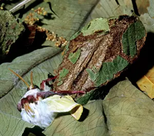 Saturniid: Luna Moth emerging from cocoon