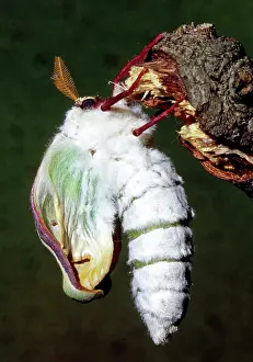 Saturniid: Luna Moth newly hatched
