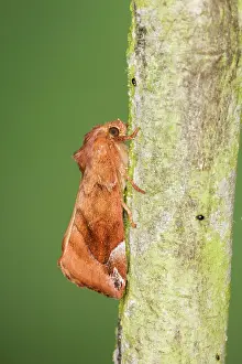 Lunar: Lunar-spotted Pinion Moth