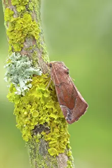 Lunar: Lunar Spotted Pinion Moth