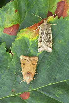 Lunar: Lunar Underwing