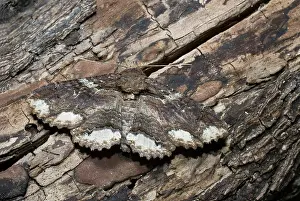 Noctuidae: Lunate Zale Moth