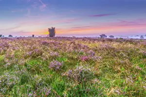 Heathland: Lunenburg Heath, Undeloh, Lower Saxony, Germany
