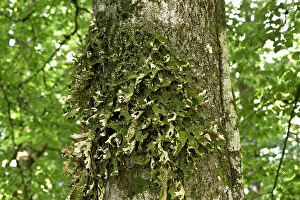 Lung: Lung Lichen, Tree lungwort (Lobaria pulmonaria)