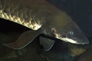 Lungfish: Lungfish