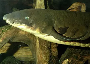 Lungfish: Lungfish