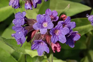 Lungwort: A lungwort