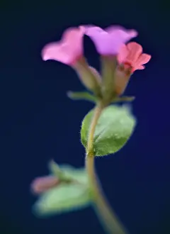 Angustifolia: Lungwort