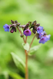 Angustifolia: Lungwort