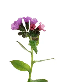 Lungwort: Lungwort