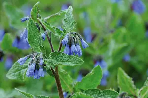 Angustifolia: Lungwort