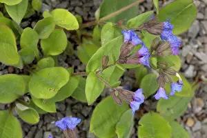 Lungwort: A lungwort, native in Europe (not UK)