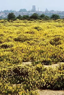 Gravel: Lupin colonisation, re-colonisation of gravel workings