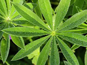 150321: Lupin leaves - with dew drops, Hessen, Germany