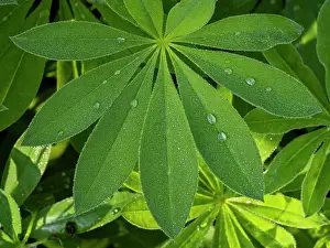 150321: Lupin leaves - with dew drops, Hessen, Germany