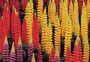 Erotic: Lupin