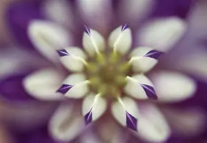 Lupinus: Lupin