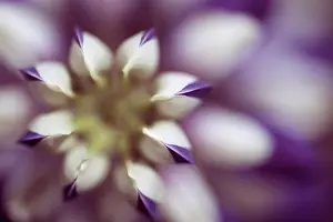 Lupinus: Lupin