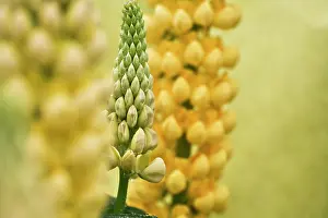 Lupinus: Lupin