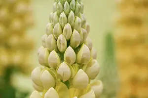 Lupinus: Lupin