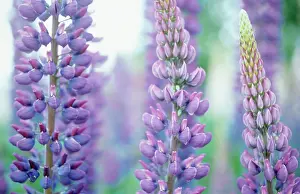 Lupinus: Lupin