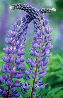 Combined: Lupin