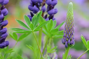 Lupinus: Lupin