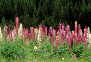 Optimism: Lupin