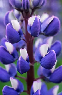 Lupin: Lupin