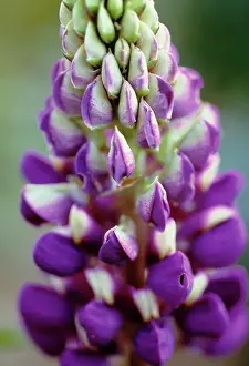 Layers: Lupin