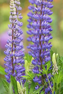 Lupin: Lupin, Lupinus cultivar, Purple subject