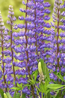 Lupin: Lupin, Lupinus cultivar, Purple subject