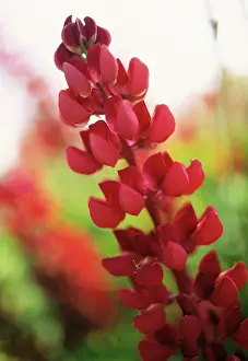 Bold: Lupin