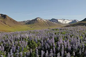 Nootka: Lupin