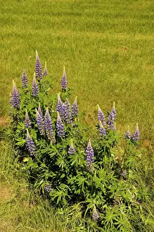 Polyphyllus: Lupin