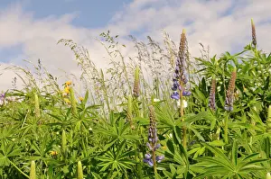 Polyphyllus: Lupin