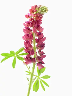 Supple: Lupin