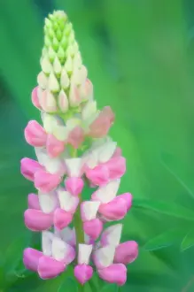 Lupinus: Lupin